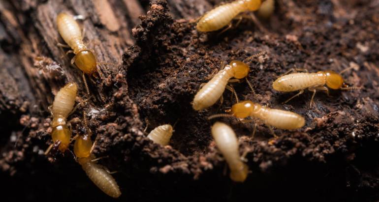 Termites and Borer