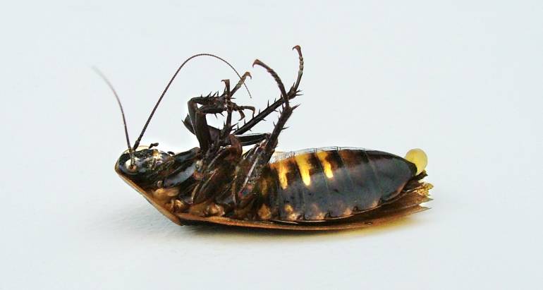 Cockroaches